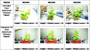 How to Grow Herbs Indoors