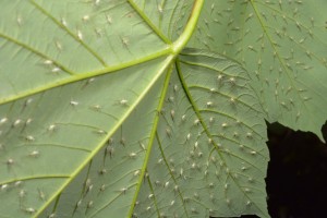 4-common-plant-infestations-3dponics